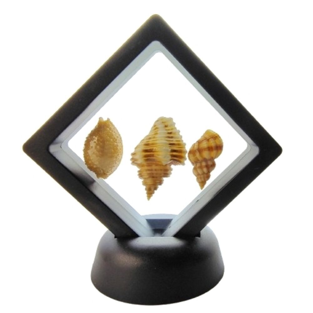 Decorative Seashell Display Frame 2.75x2.75